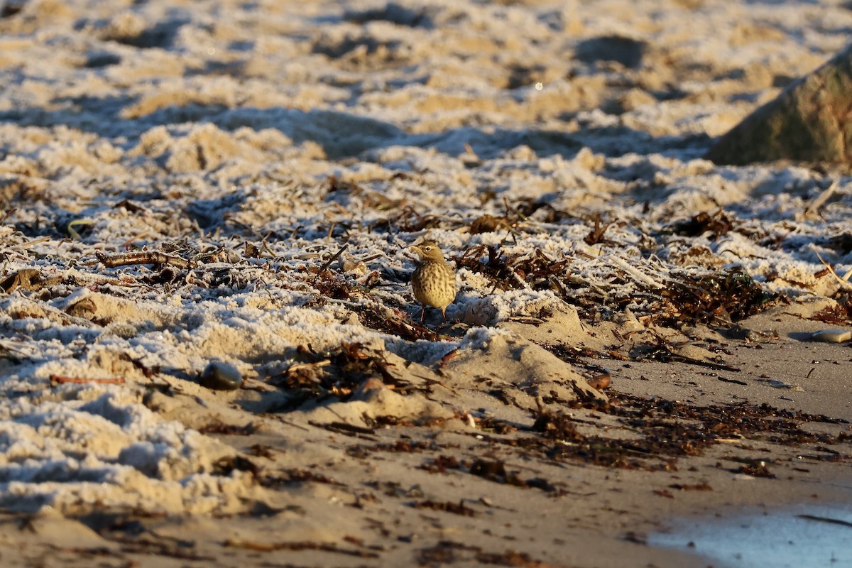 Rock Pipit (Eastern) - ML647746853