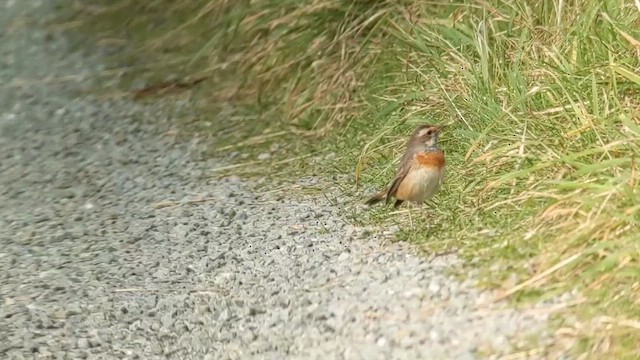 Ruiseñor Pechiazul (de Medalla Roja) - ML647746897