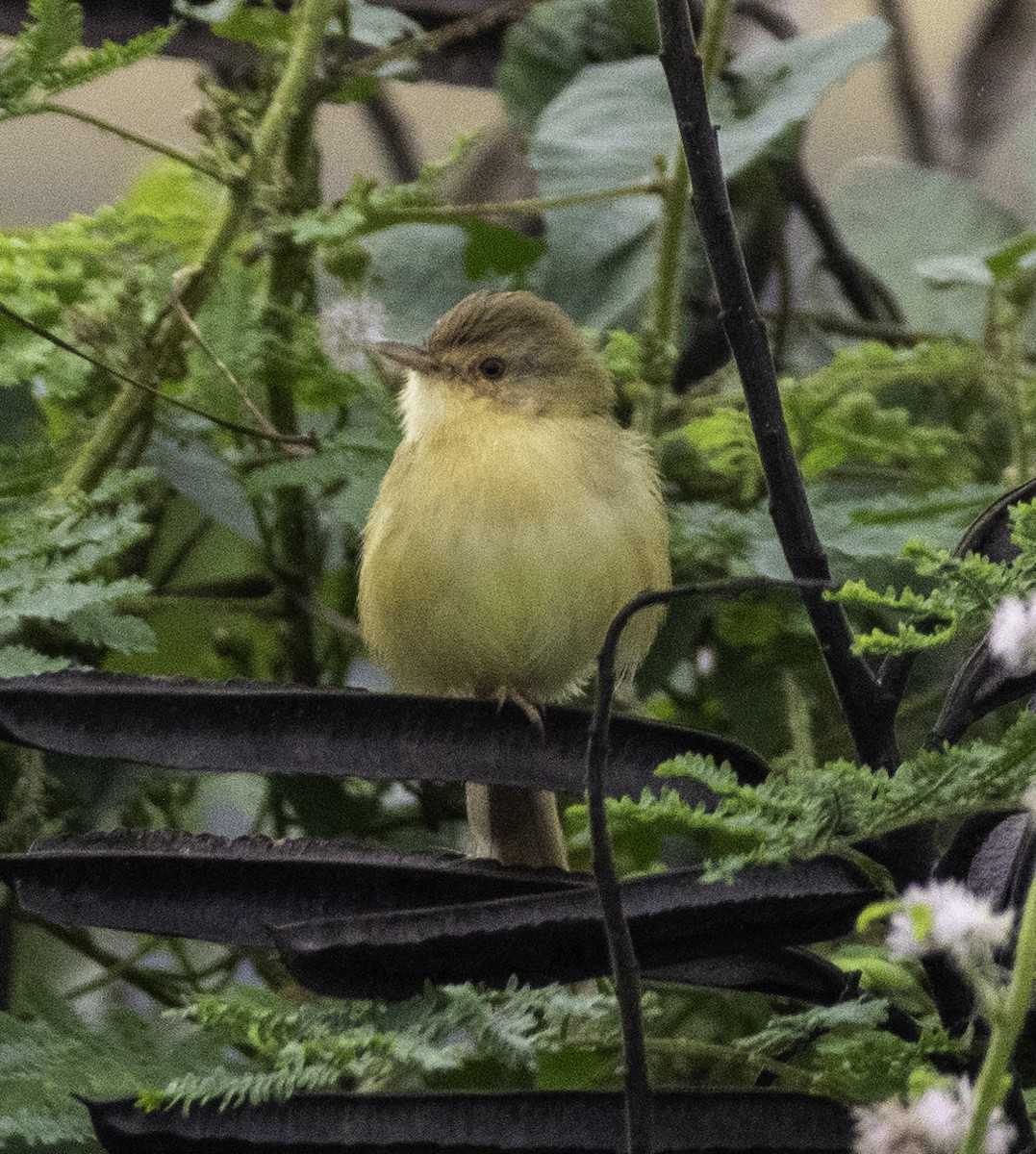 Prinia Sencilla - ML647746898