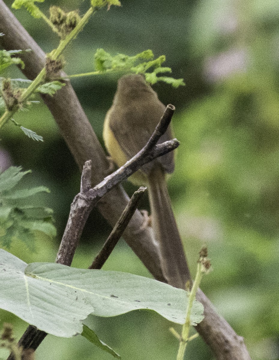 Prinia Sencilla - ML647746899