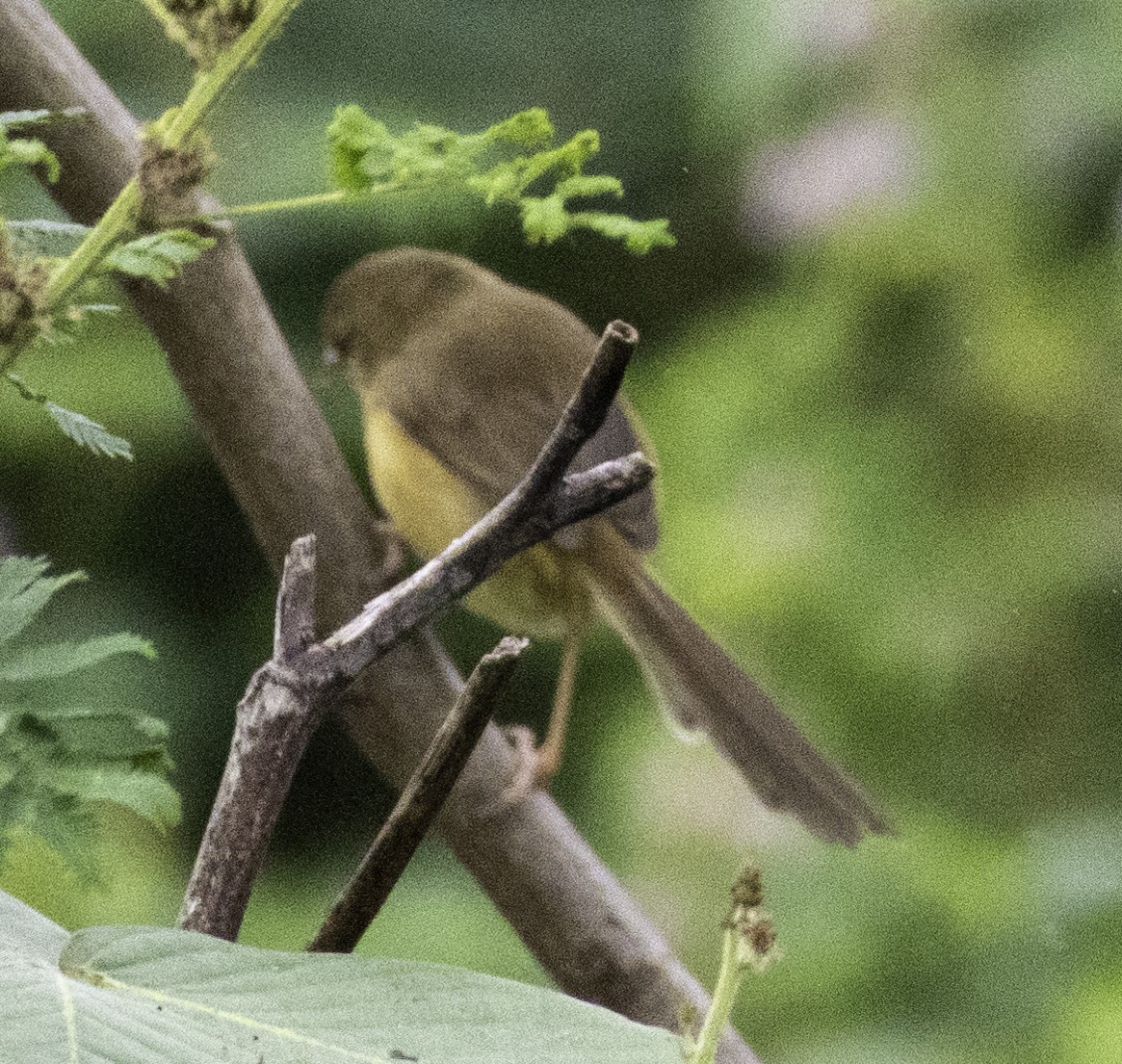 Prinia Sencilla - ML647746900