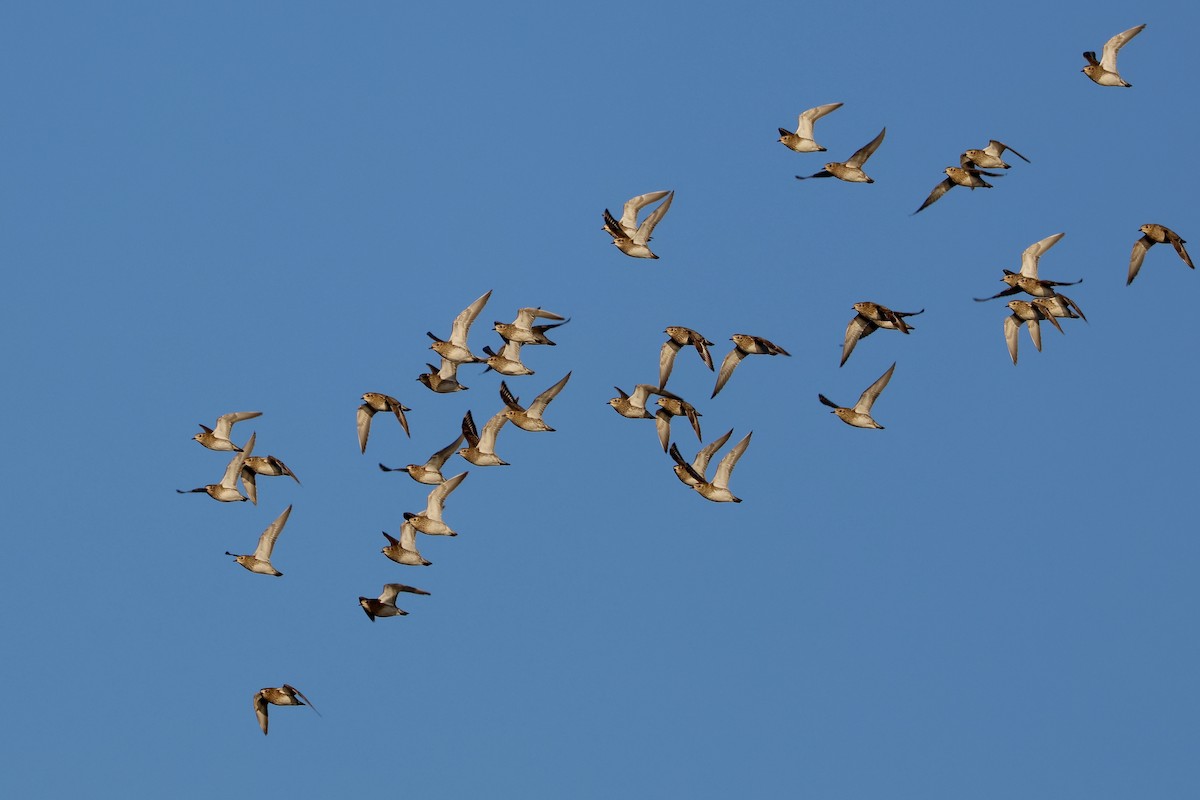 European Golden-Plover - ML647746906