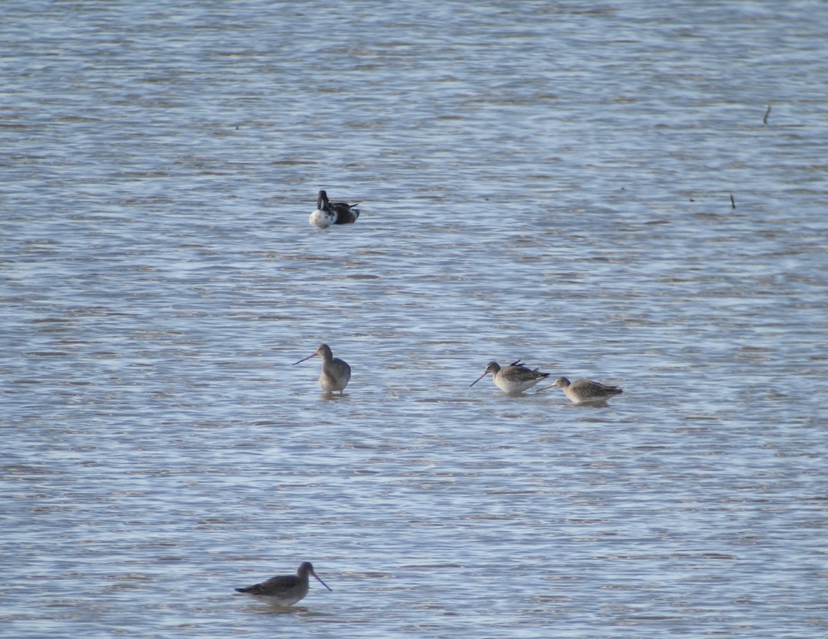 Mestolone - ML647746909