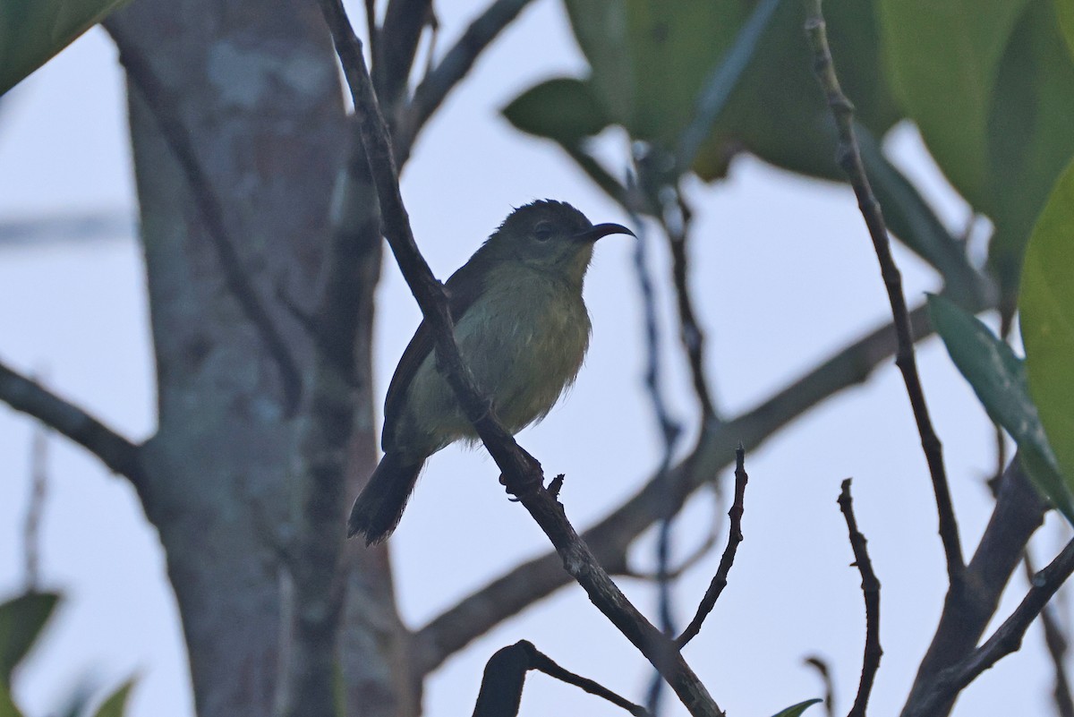 Crimson Sunbird - ML647746910