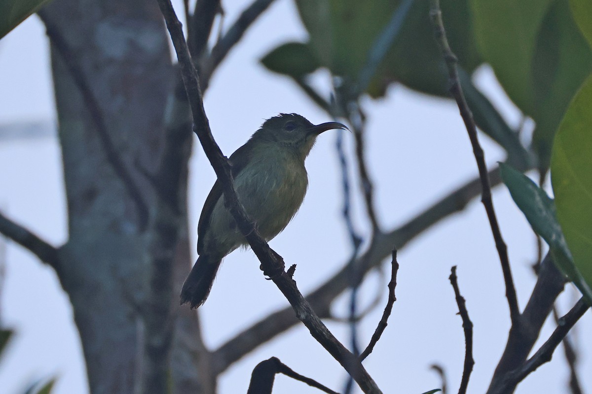 Crimson Sunbird - ML647746911