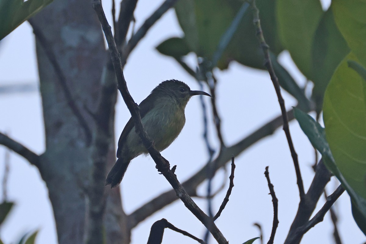 Crimson Sunbird - ML647746912