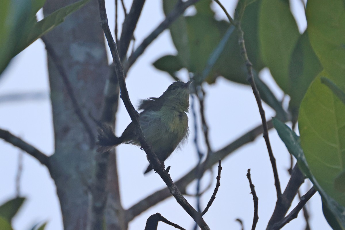 Crimson Sunbird - ML647746913