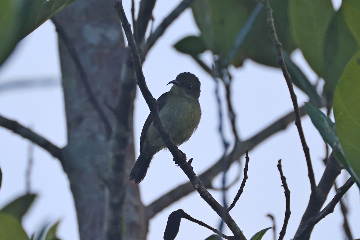 Crimson Sunbird - ML647746914