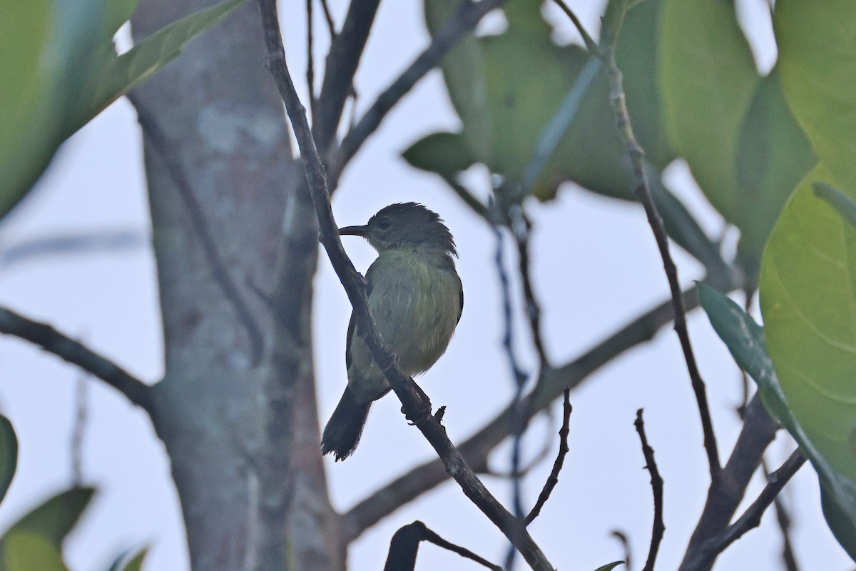 Crimson Sunbird - ML647746915