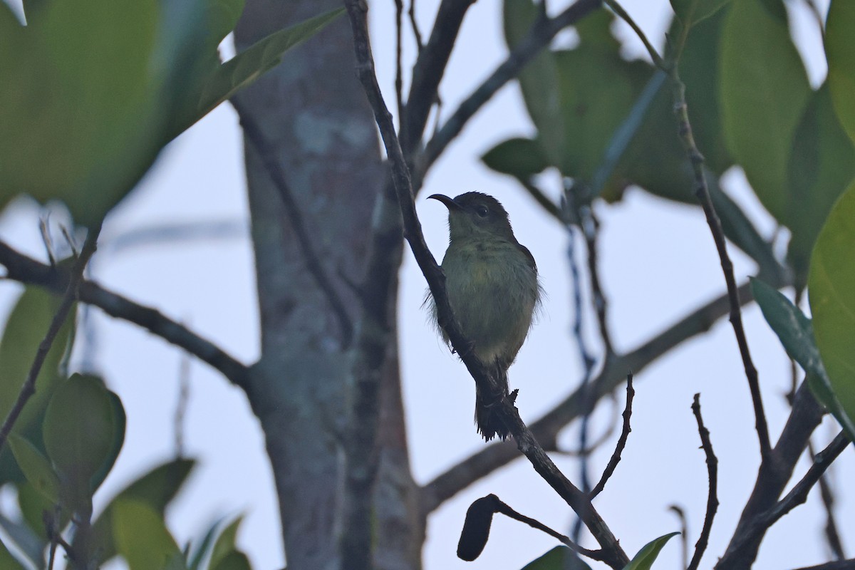 Crimson Sunbird - ML647746916