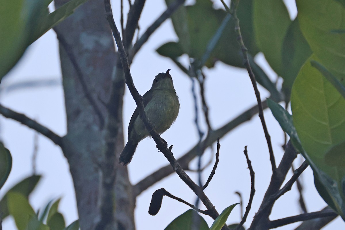 Crimson Sunbird - ML647746917