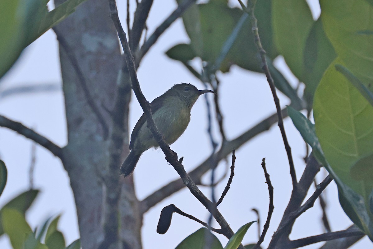 Crimson Sunbird - ML647746918