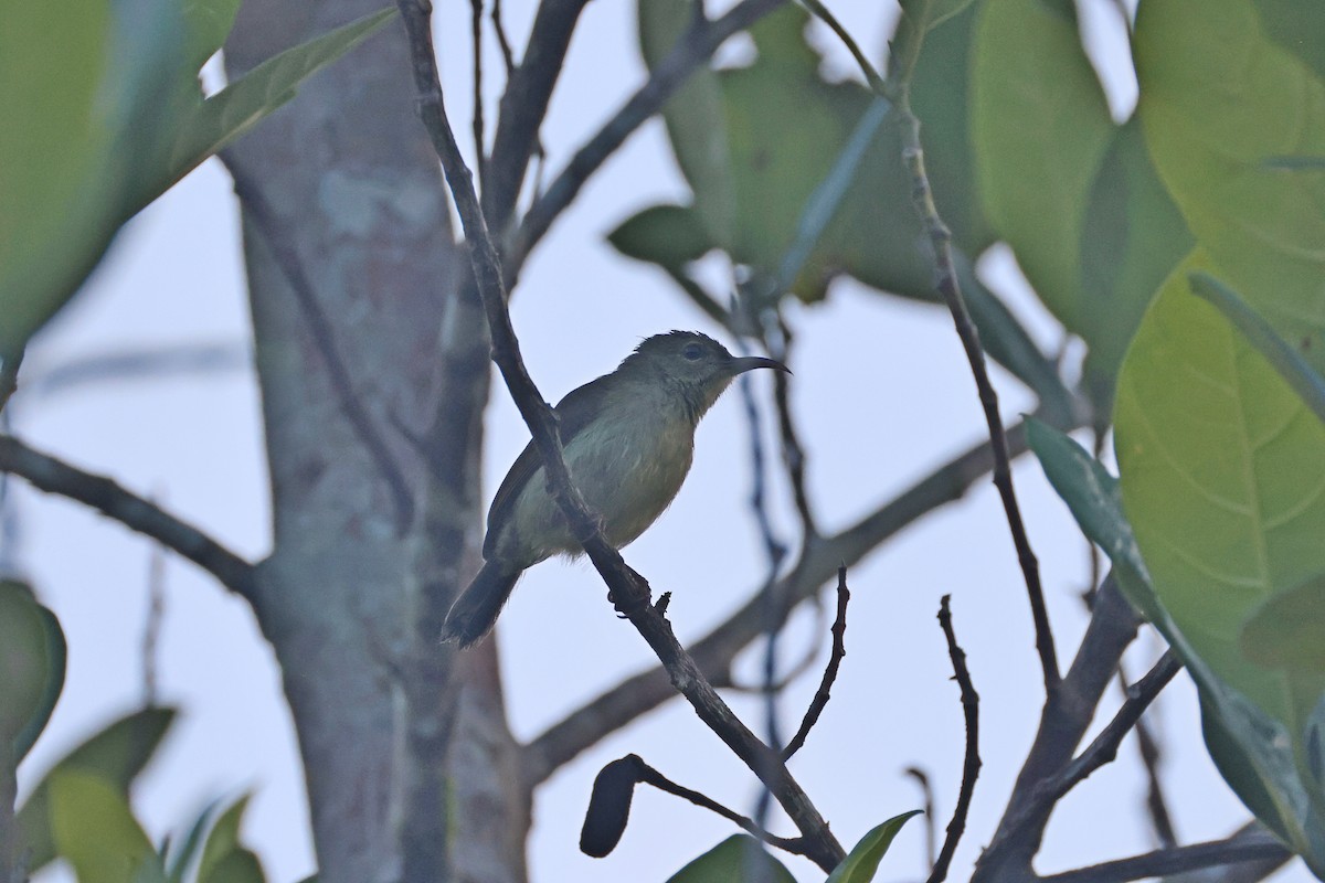 Crimson Sunbird - ML647746919