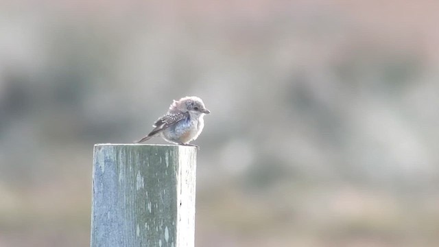 Alcaudón Común - ML647746936