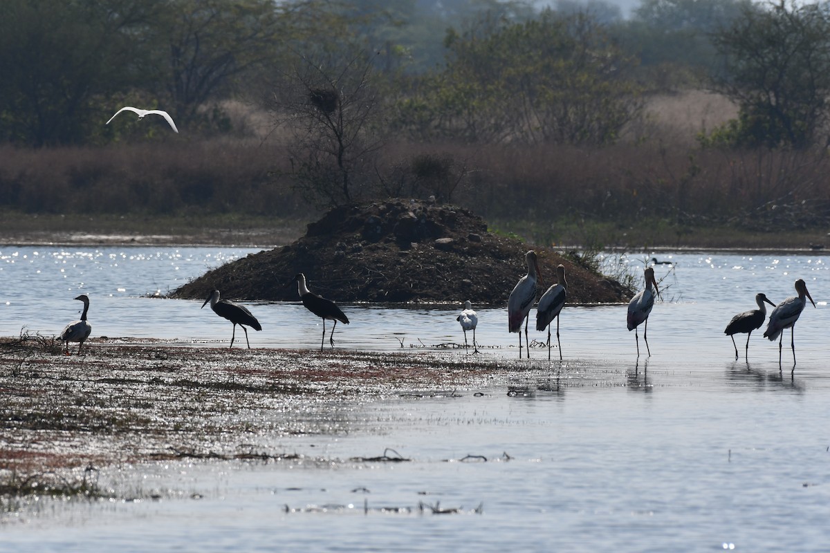 Asian Woolly-necked Stork - ML647746976