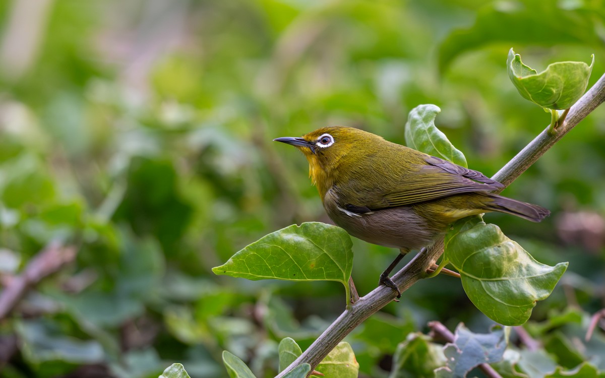 Окулярник японський - ML647746988