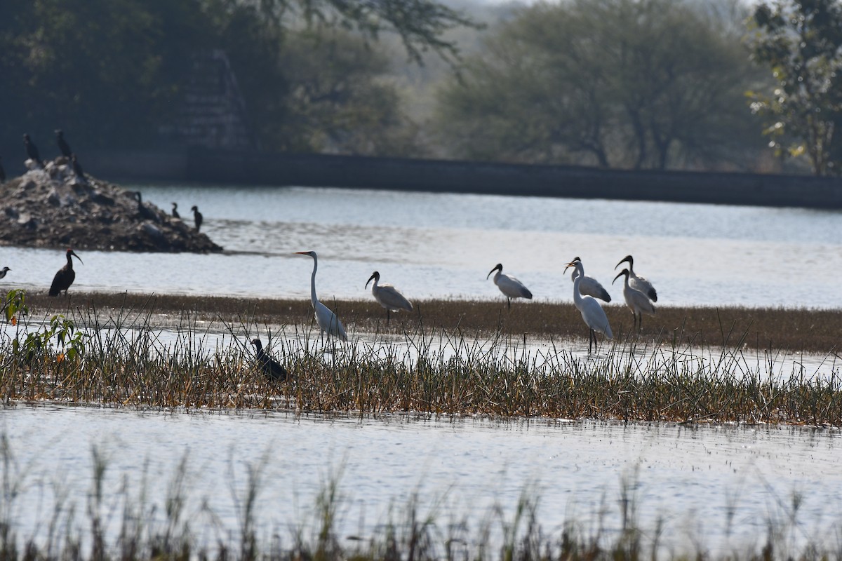 黑頭白䴉 - ML647746989