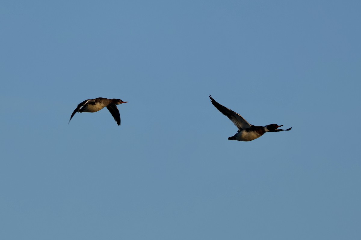 Serreta Mediana - ML647746991