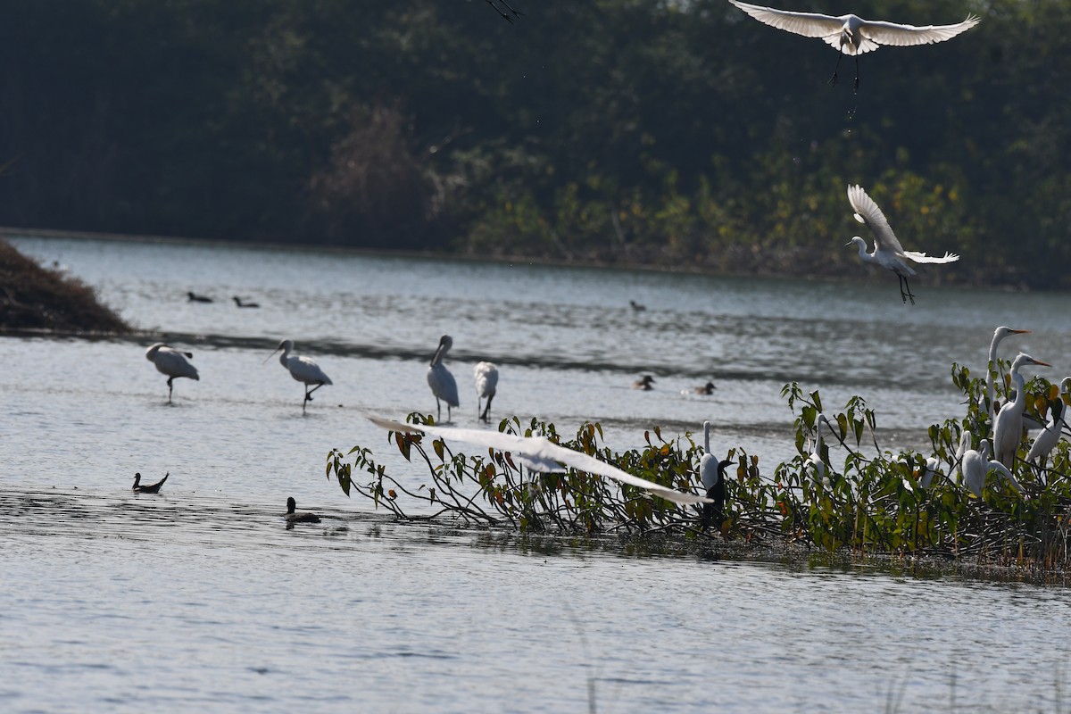 白琵鷺 - ML647746992