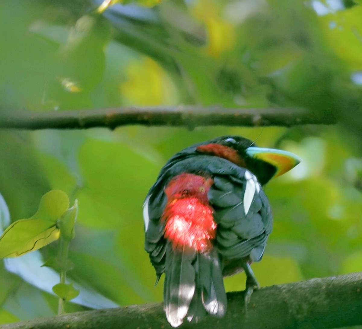 Black-and-red Broadbill - ML647746993
