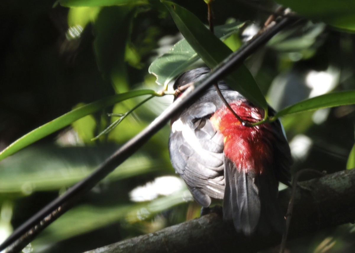 Black-and-red Broadbill - ML647746999