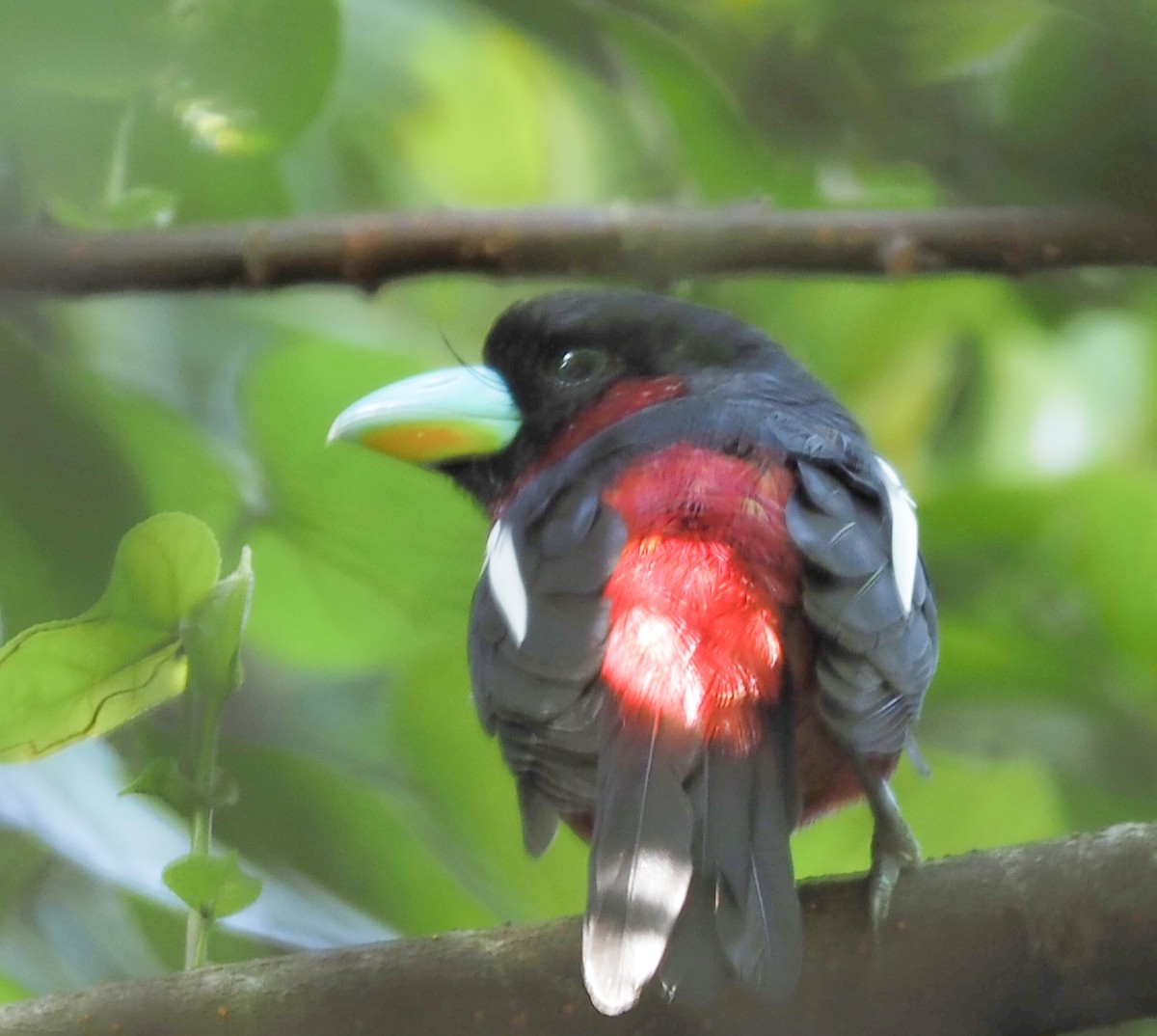 Black-and-red Broadbill - ML647747000