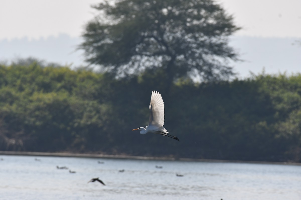 大白鷺 - ML647747001