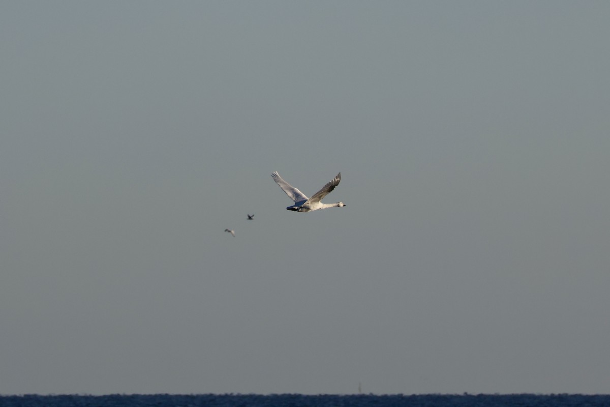 Tundra Swan (Bewick's) - ML647747003