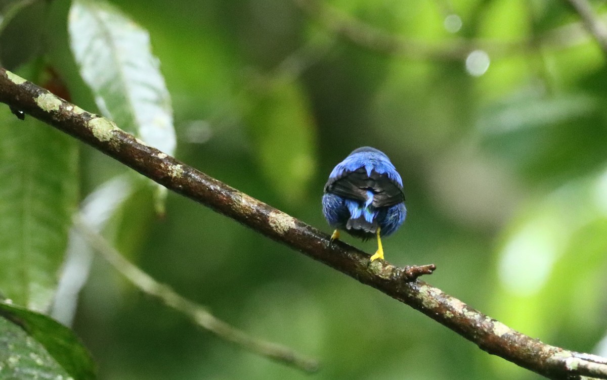 Shining Honeycreeper - ML647747007