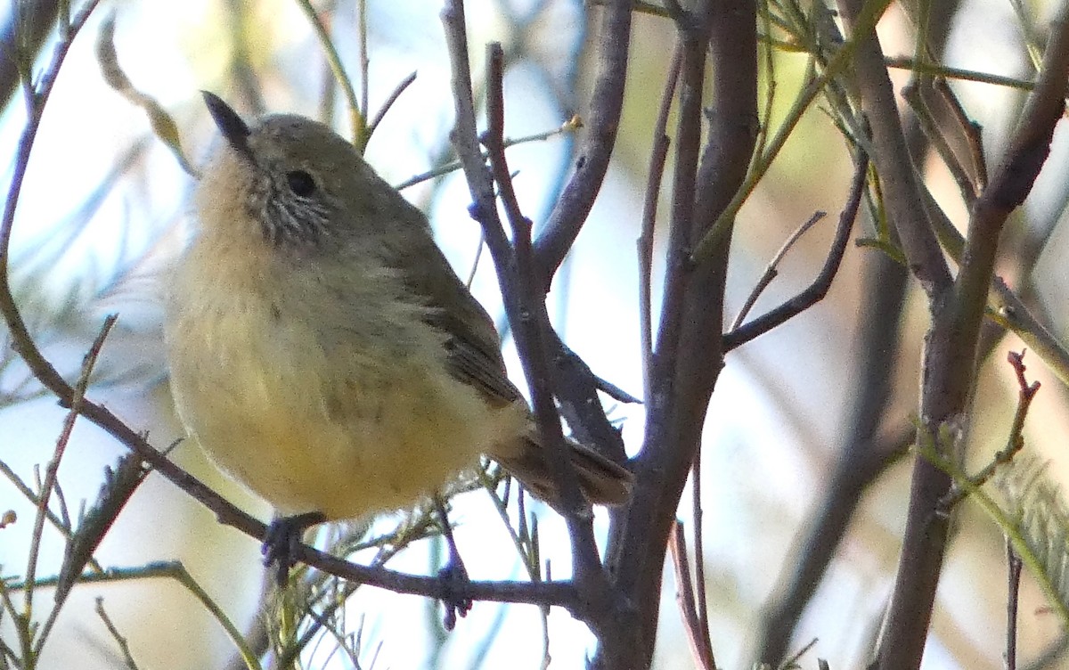 Yellow Thornbill - ML647747011