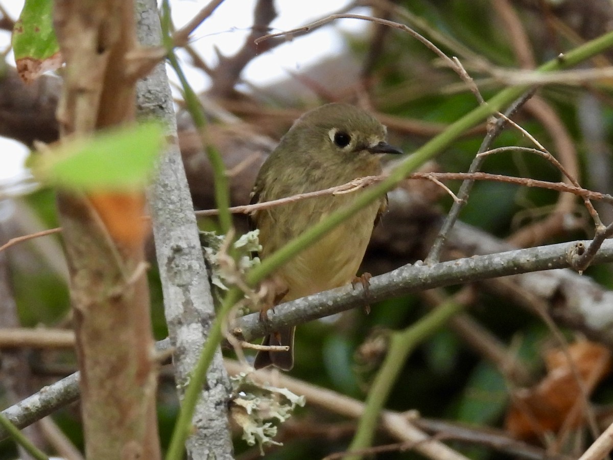 Ruby-crowned Kinglet - ML647747014