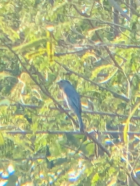 銅藍鶲 - ML647747017