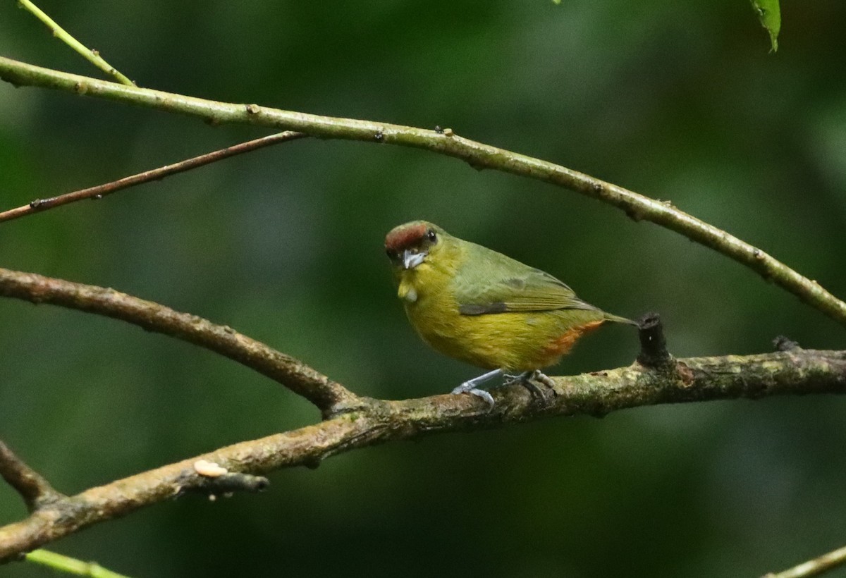 Olive-backed Euphonia - ML647747018