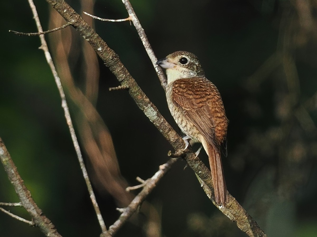 虎紋伯勞 - ML647747019