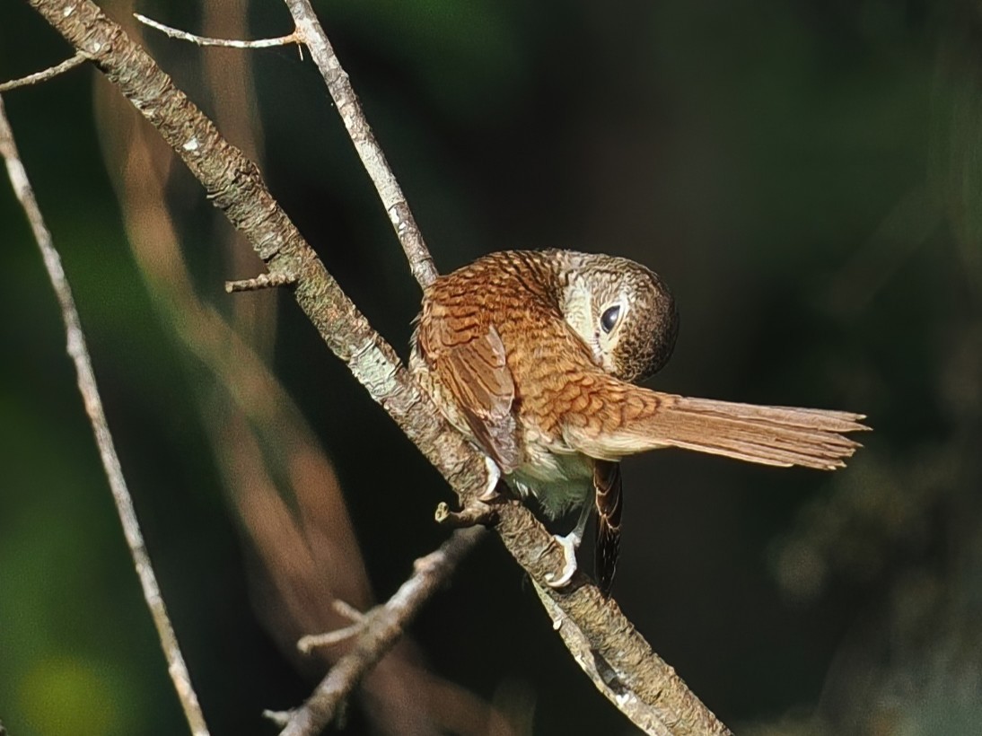 虎紋伯勞 - ML647747020