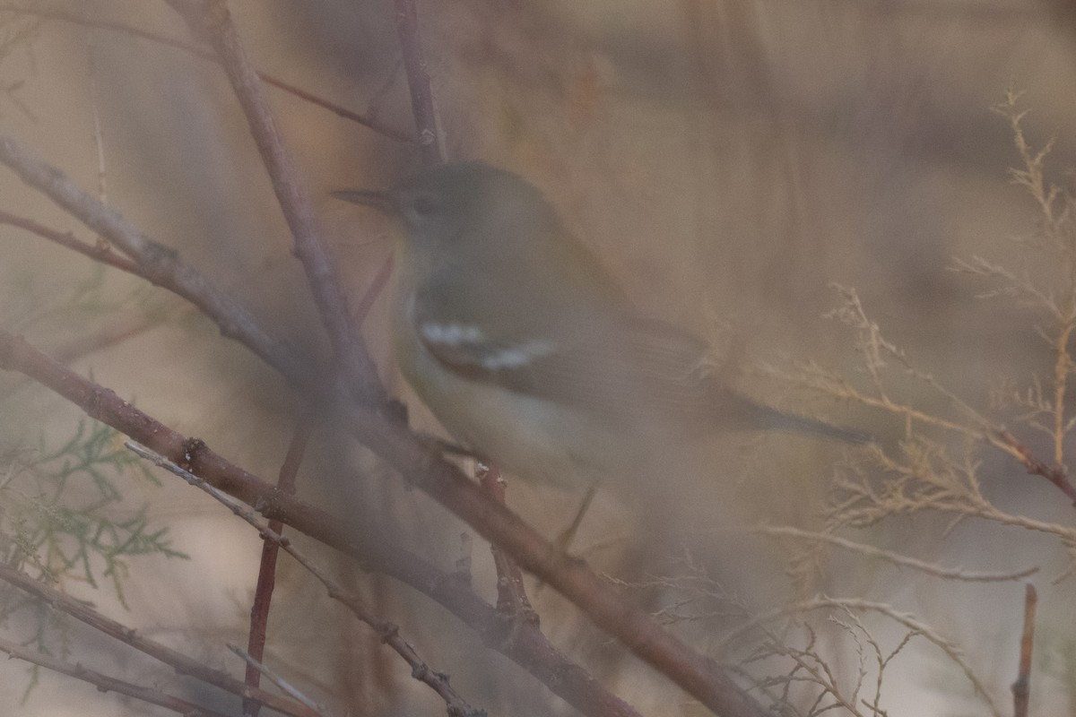 Northern Parula - ML647747028