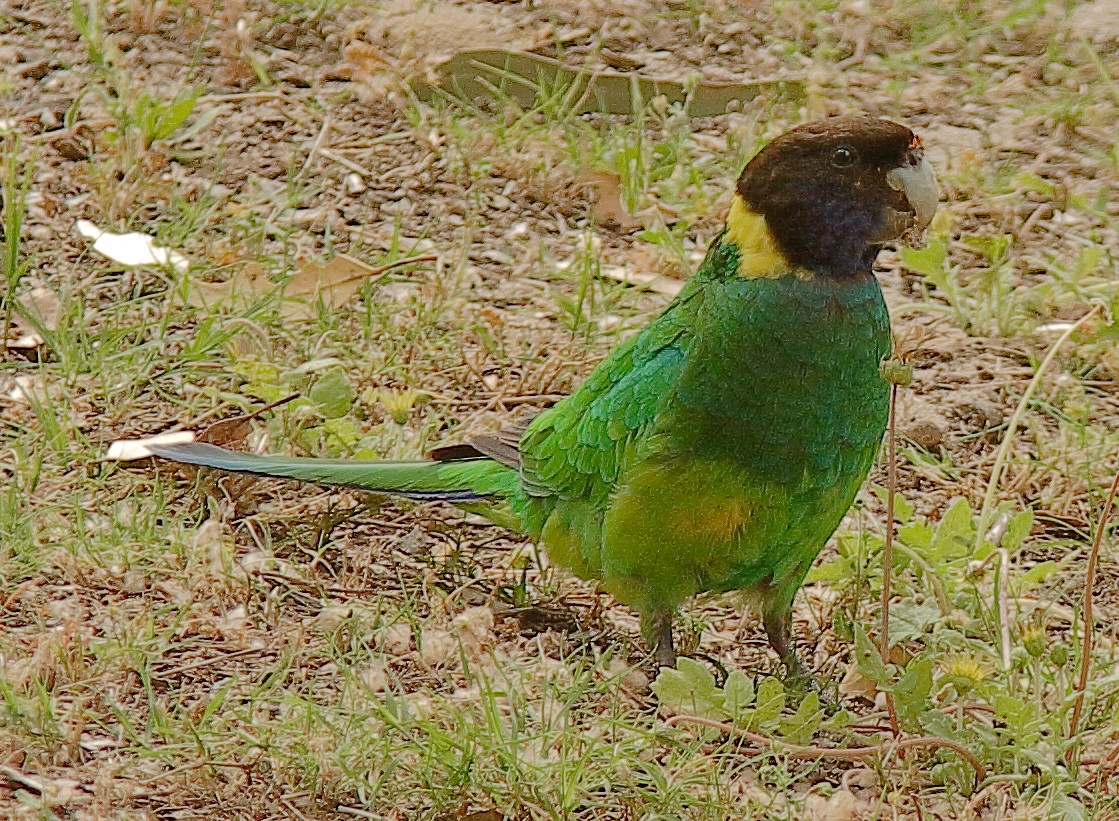 Australian Ringneck - ML647747029