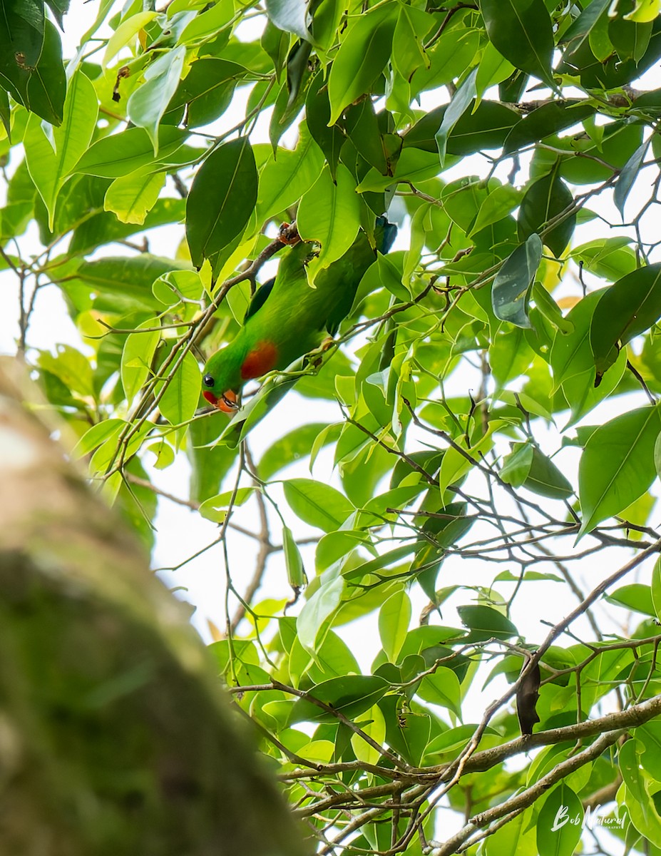 Philippine Hanging-Parrot - ML647747034
