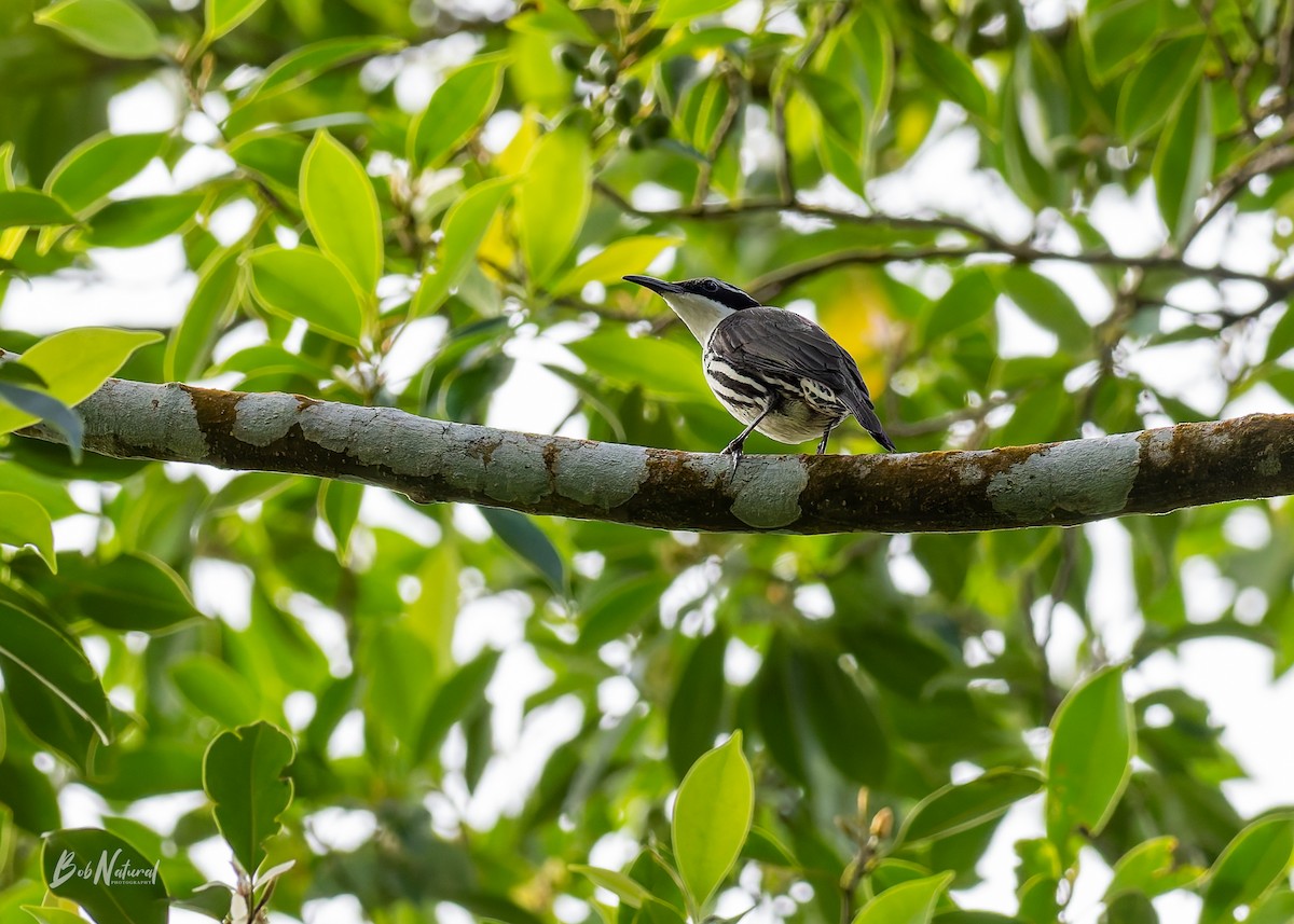 Stripe-sided Rhabdornis - ML647747037