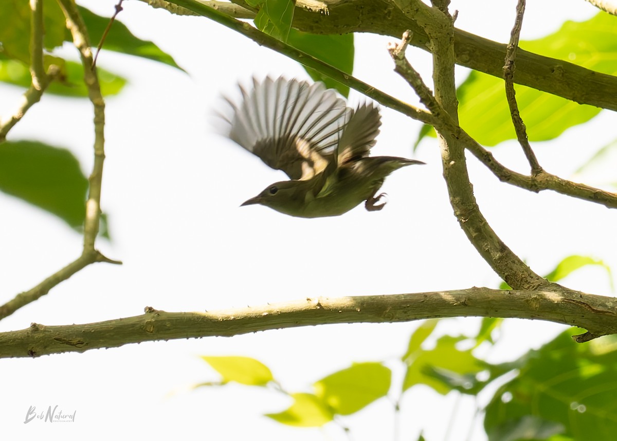 Buzzing Flowerpecker - ML647747038