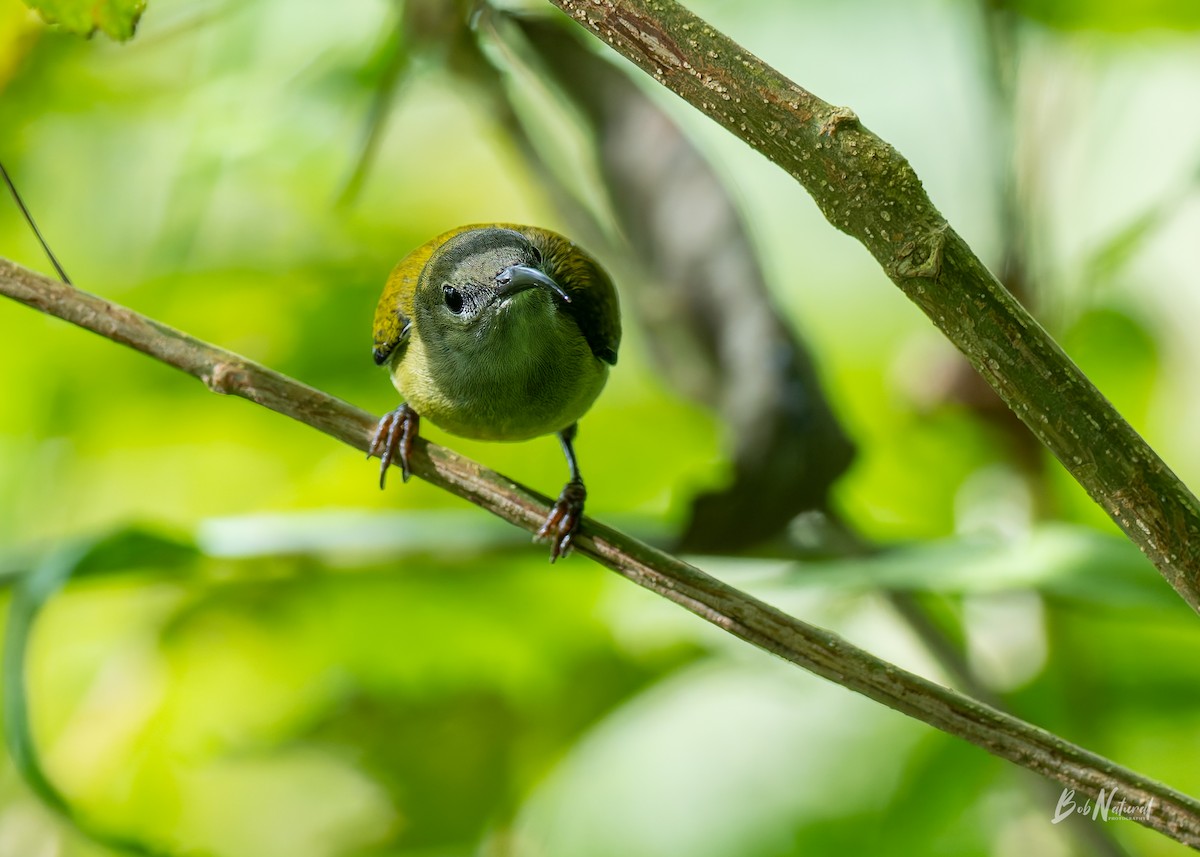 Flaming Sunbird - ML647747041