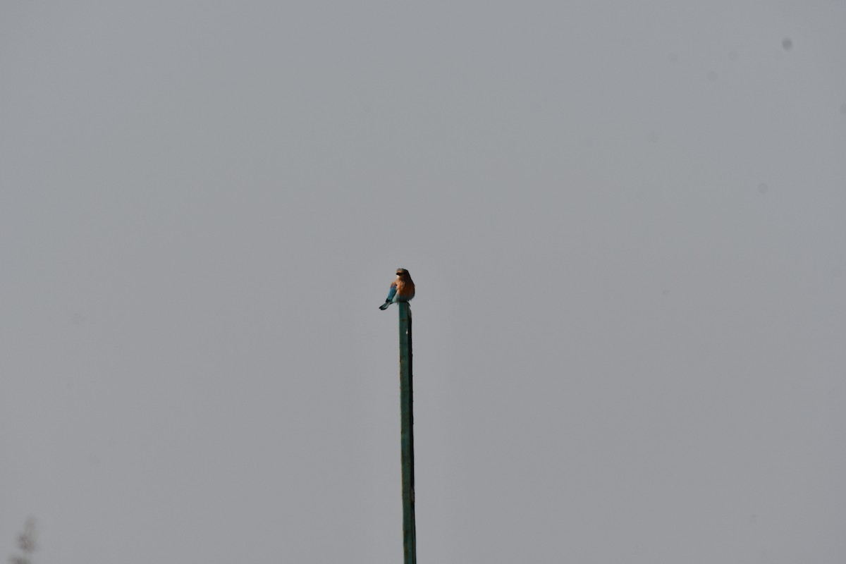 Bengalenracke - ML647747042