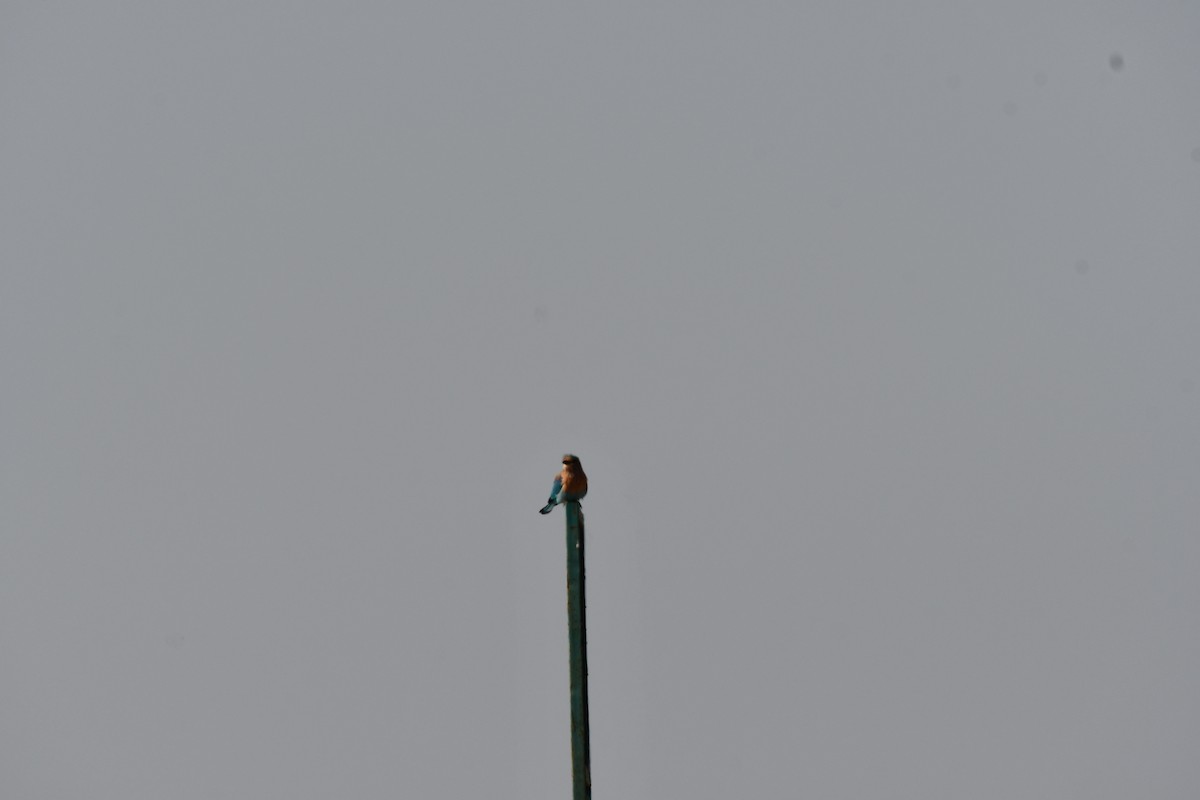 Bengalenracke - ML647747043