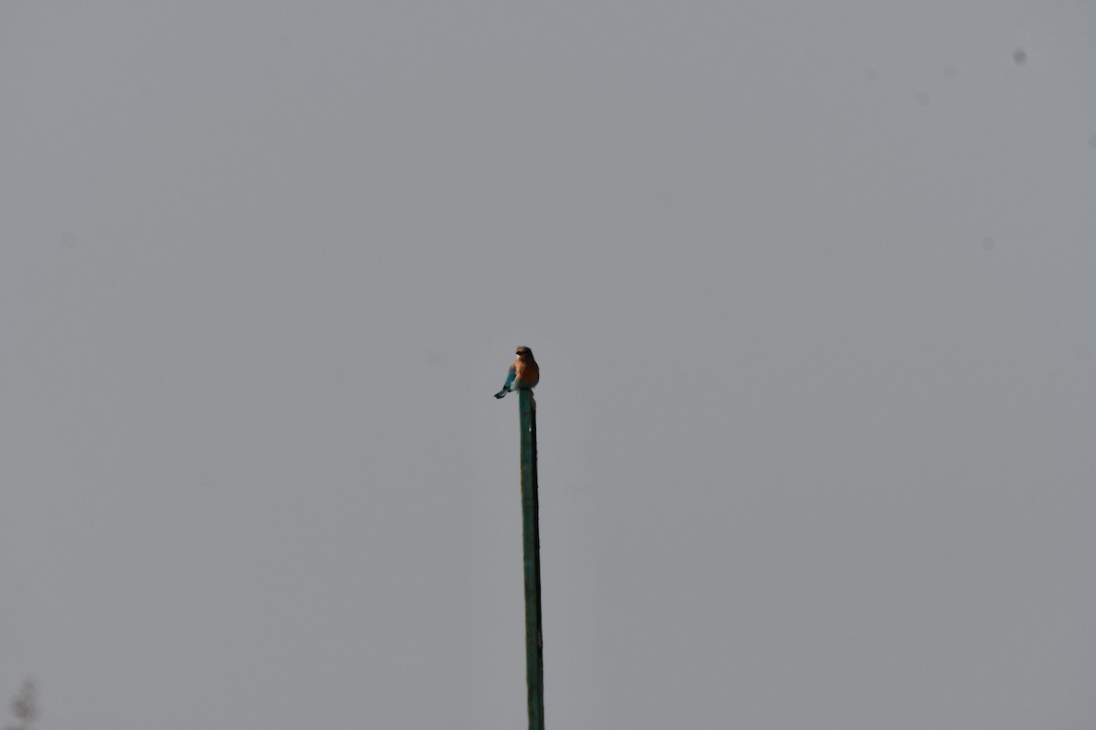 Bengalenracke - ML647747044