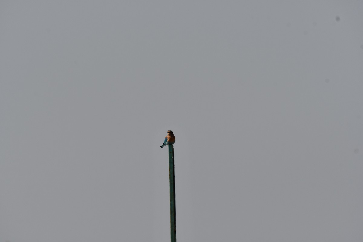 Bengalenracke - ML647747045