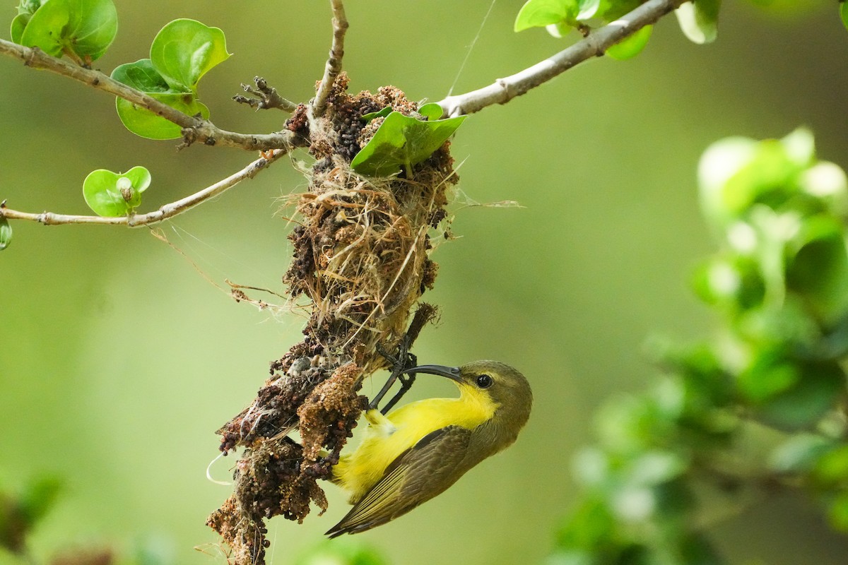 黃腹花蜜鳥 - ML647747046
