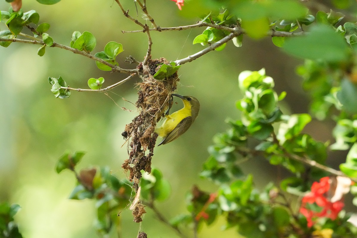 黃腹花蜜鳥 - ML647747047
