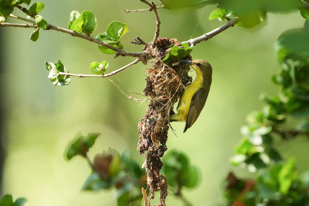 黃腹花蜜鳥 - ML647747048