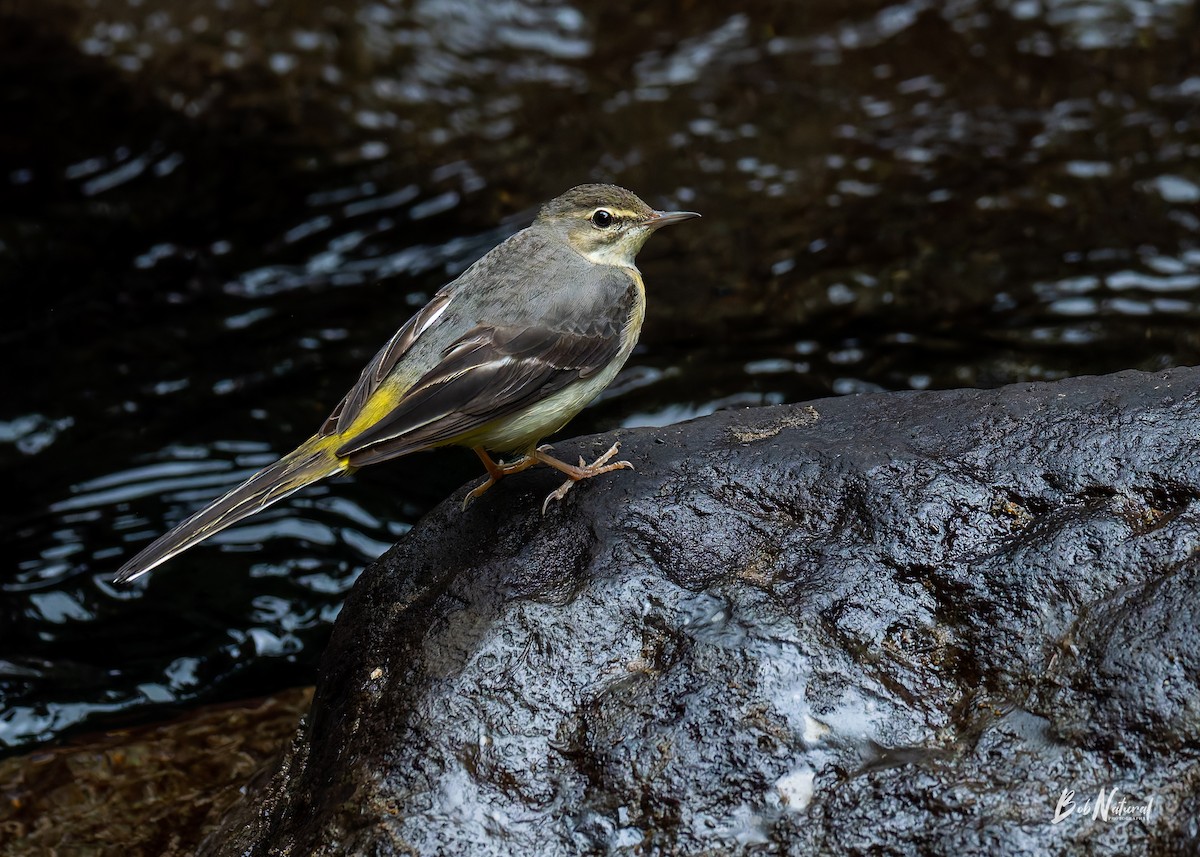 灰鶺鴒 - ML647747049