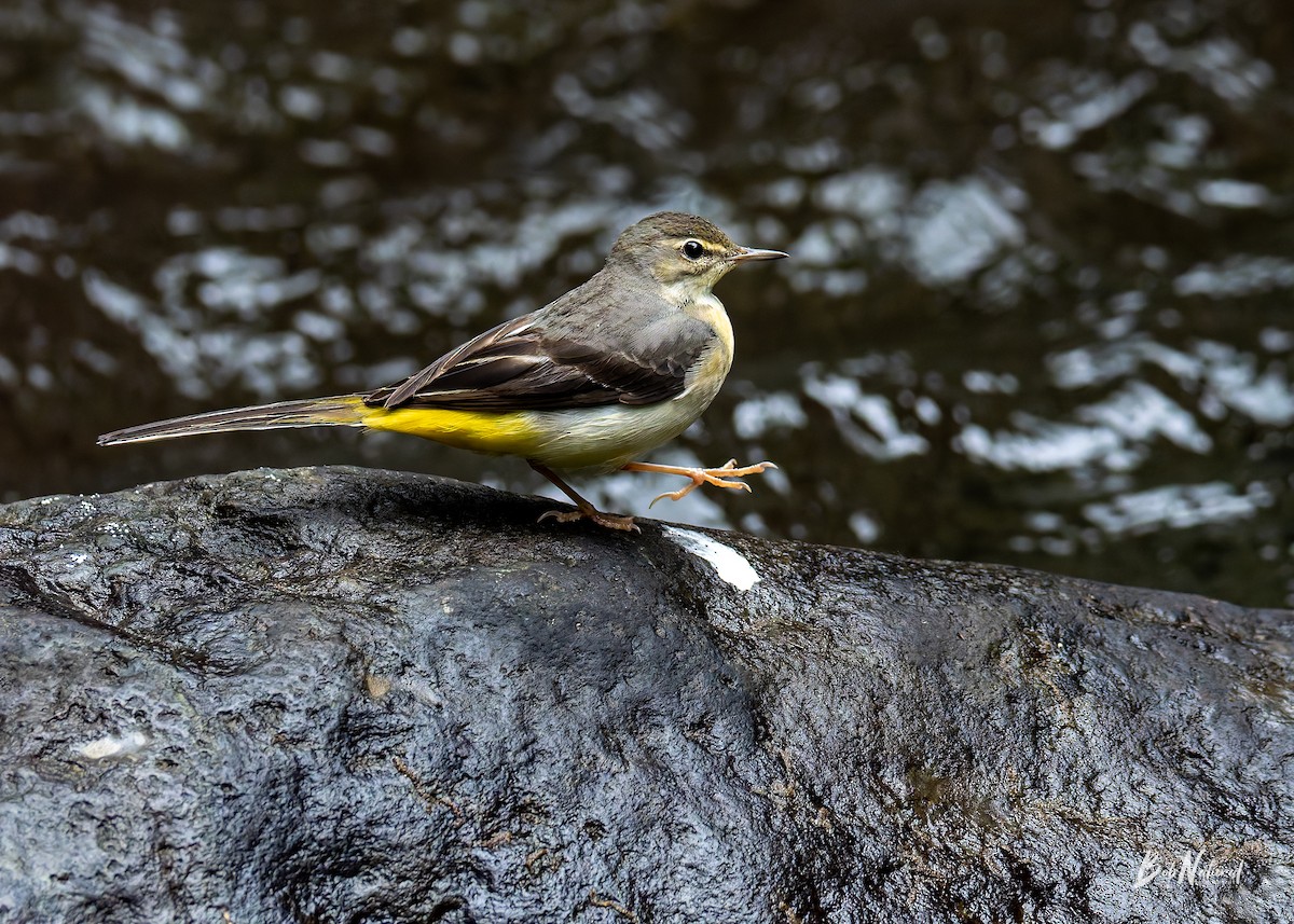 Gebirgsstelze - ML647747050